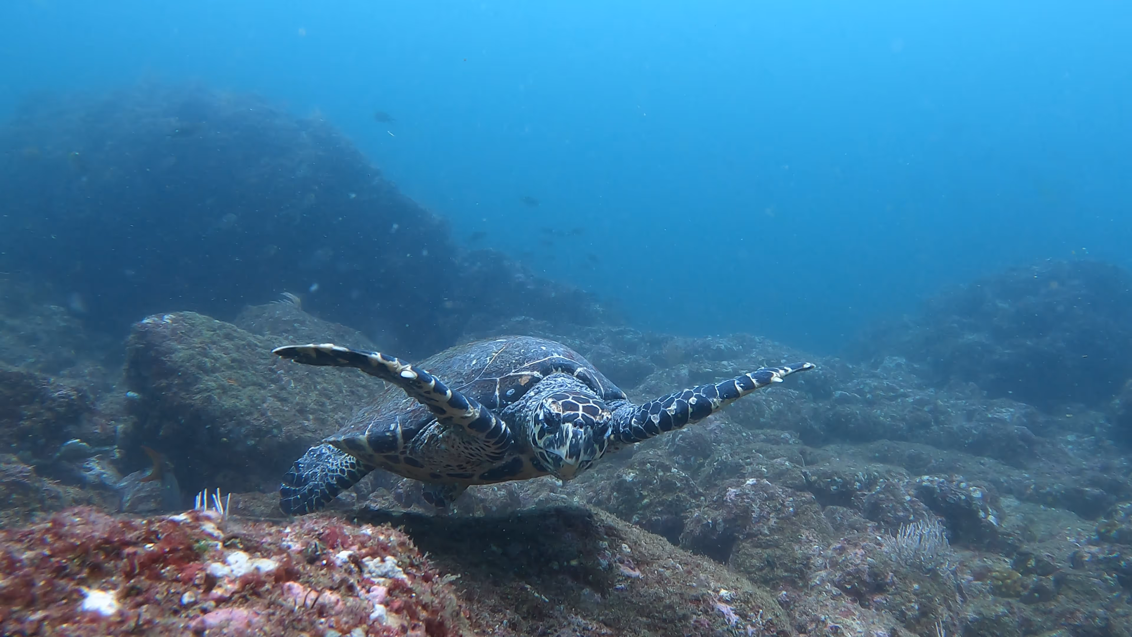 Colorful tropical fish swimming near underwater rock formations Colorful tropical fish swimming near underwater rock formations