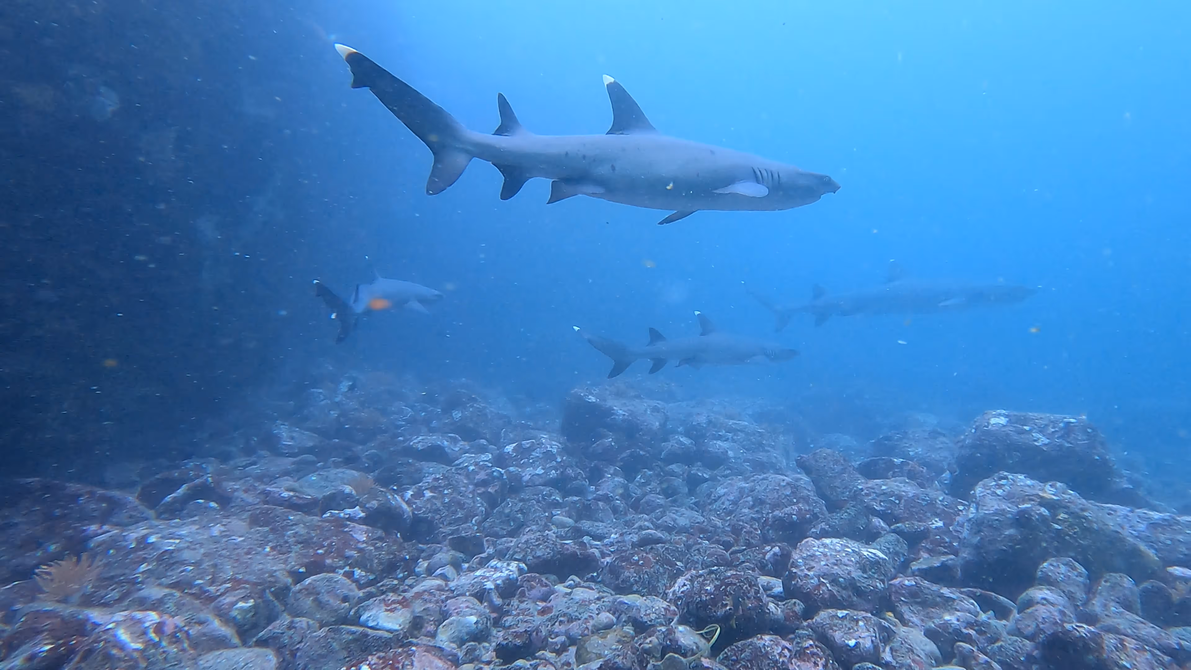 Tiburón punta blanca de arrecife deslizándose sobre el fondo rocoso del océano